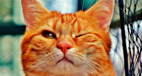 7 Common But Strange Cat Behavior's Explained | Pet Angel