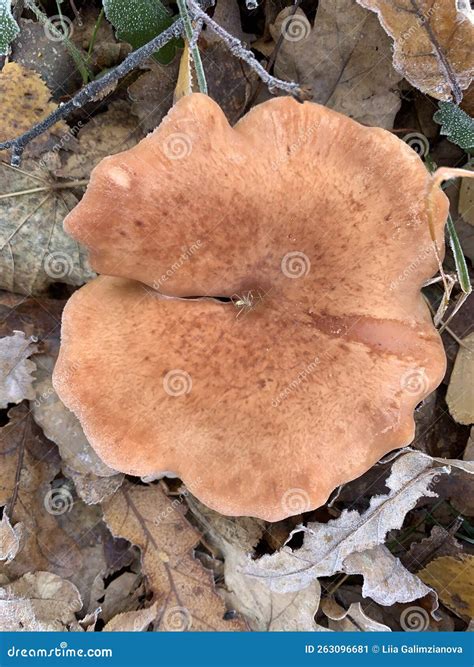 Hongos Venenosos En El Bosque Imagen de archivo - Imagen de hongo ...