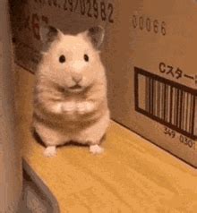 Cute Hamster Sticker - Share Funny GIFs