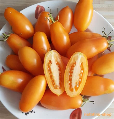 Tomate *Midas* Samen - Samenshop www.natalino-shop.de