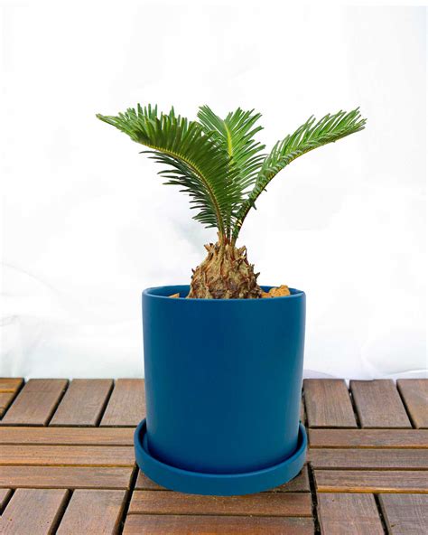 Cycas Revoluta (Sago palm) | Flowers and Kisses