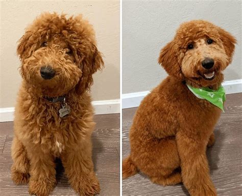 Goldendoodle Haircuts 2023: 11+ Popular Styles for Your Doodle | Pets ...