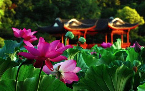 lotus flower garden wallpapers top  lotus flower garden
