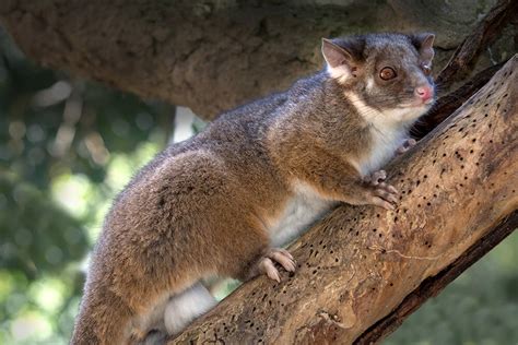 Possum - Animal Corner