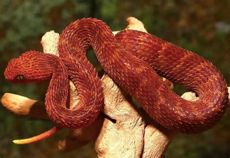 viper bush