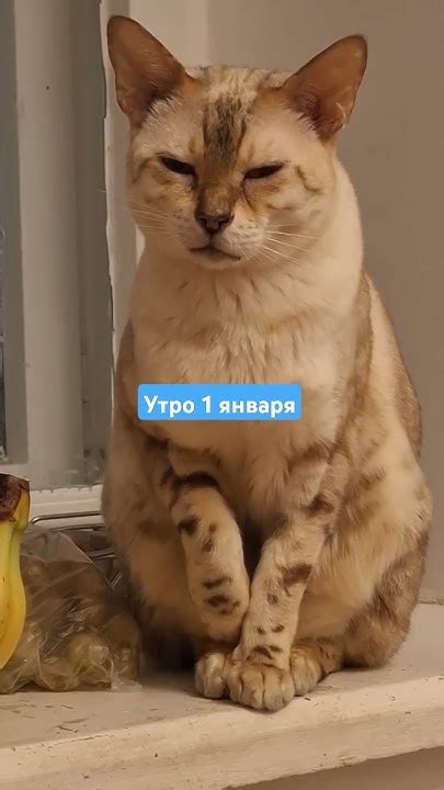 И никак иначе 😸 - YouTube