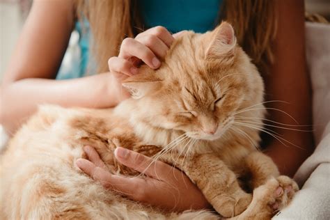 What Do Cats Hate: 20 Things You're Doing That Bug Your Cat