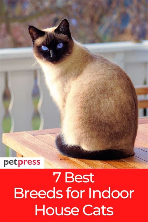 7 Best Indoor House Cats: All About Popular House Cat Breeds