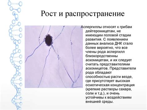Грибы рода Aspergillus - презентация онлайн