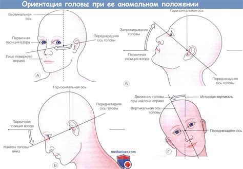 Физиология регуляции положения головы