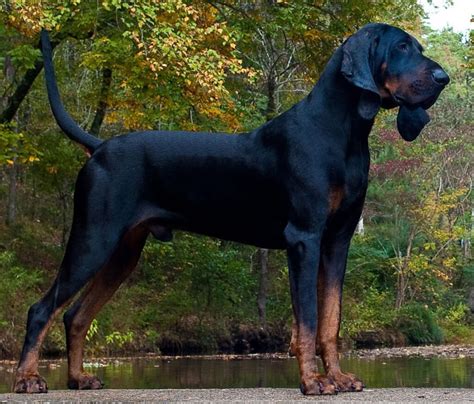 Scent hounds Archives - All Big Dog Breeds