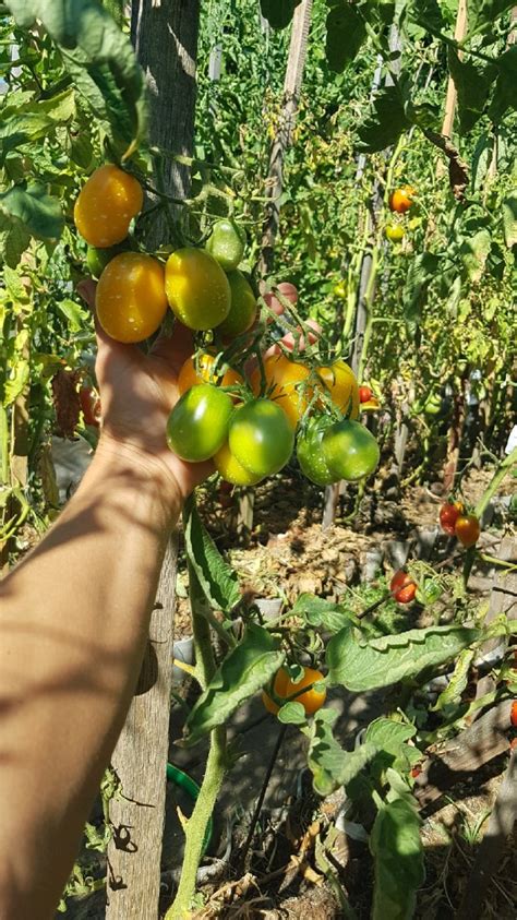 Томат Де Барао золотой: описание сорта, ОТЗЫВЫ (10), фото | tomatland.ru