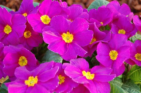 Купить семена Примула Primula Pioner Violet в Москве: доставка семян по ...