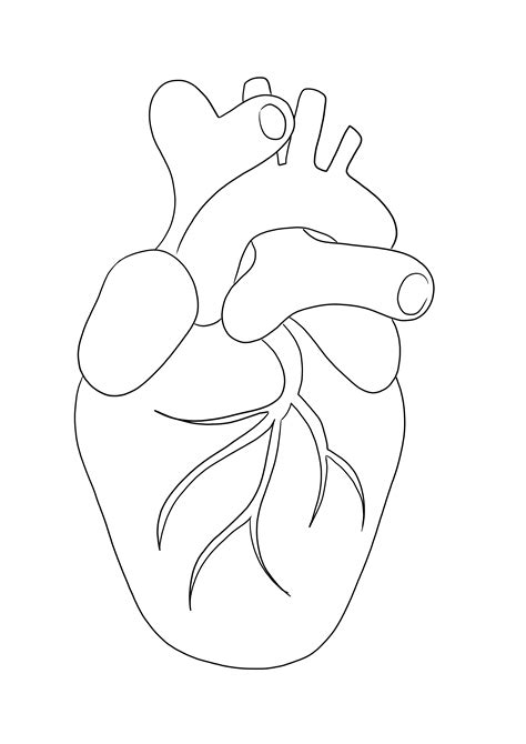 Corazón humano: un imprimible gratuito para colorear para que los niños ...