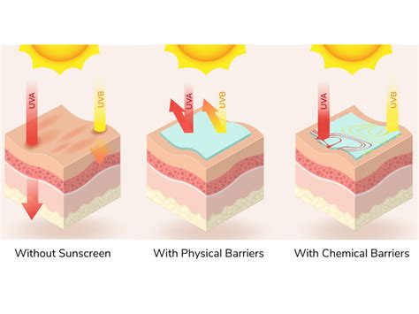 How Does Sunscreen Protect Our Skin? | Montreal Science Centre