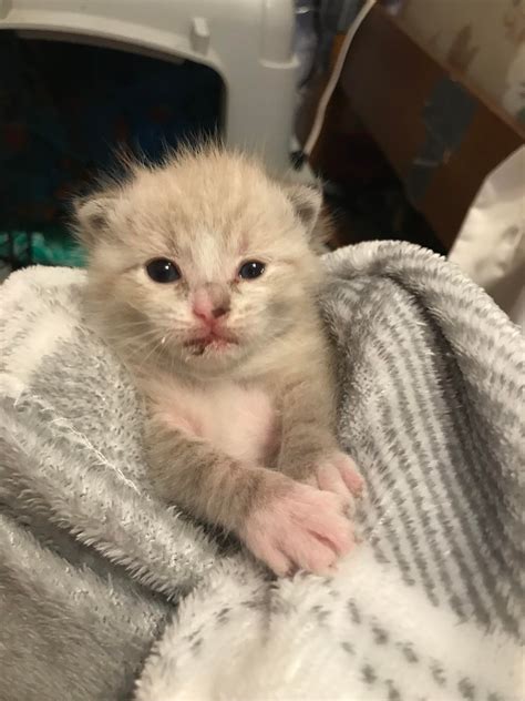 11 day old kitten pooping on his own between feedings? : r/FosterAnimals