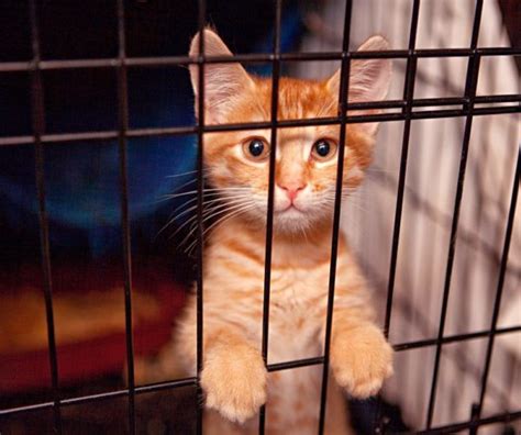 Приюты для кошек | Catstreet.ru