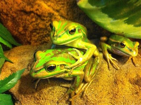 Froggy Style : pics