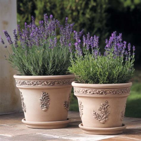 lavender garden ideas thatll   yard smell  heaven