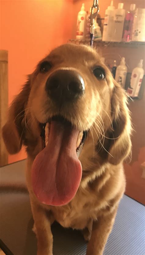 Gallery - Peachy Pupps