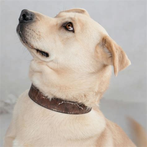 Understanding Dogs Having Sex: A Comprehensive Guide - petguider.com