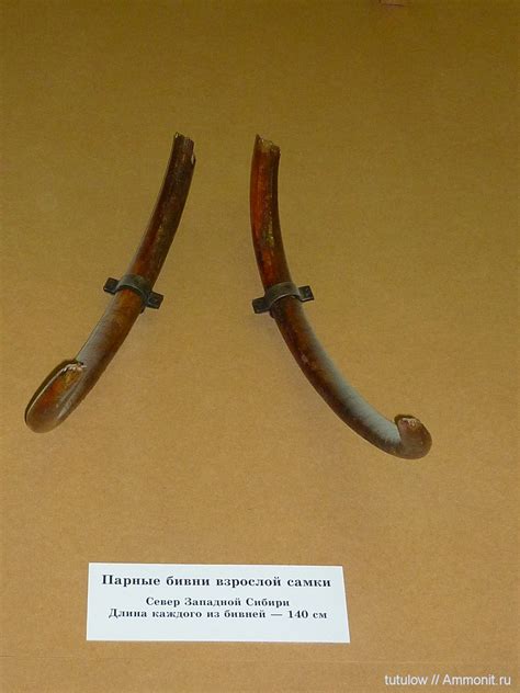 Бивни самки мамонта - Окаменелости Зоологического музея Санкт-Петербурга