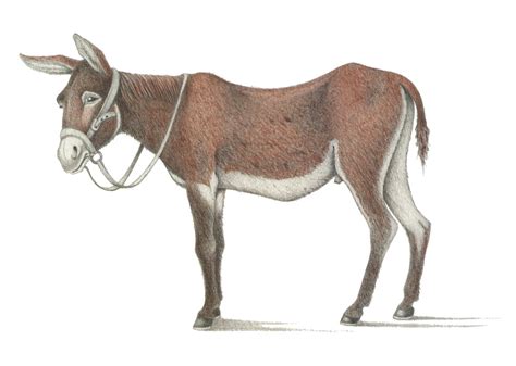 Naturalia: Asino ragusano