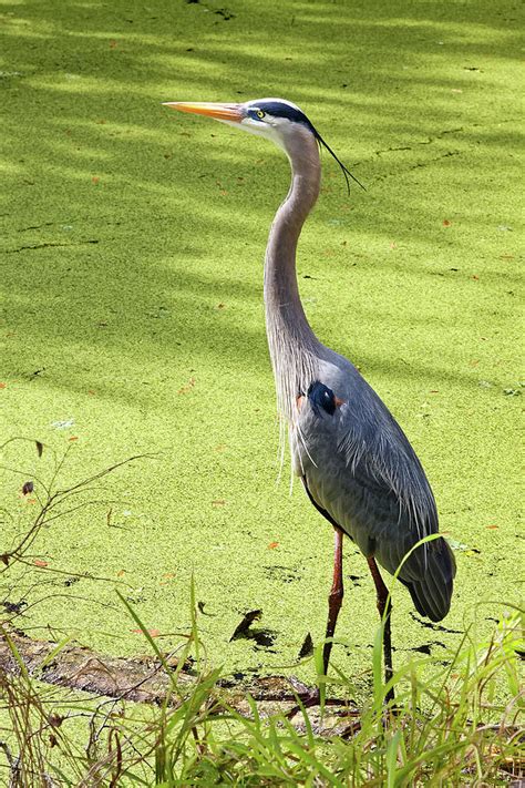 Great Blue Heron In Breeding Plumage Photograph by Sally Weigand