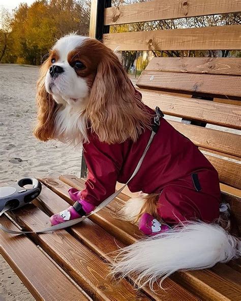 Екатерина Головина on Instagram: “Каспер, какая же у тебя голова!😍 И ...