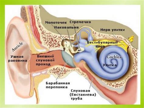 Травмы внутреннего уха фото