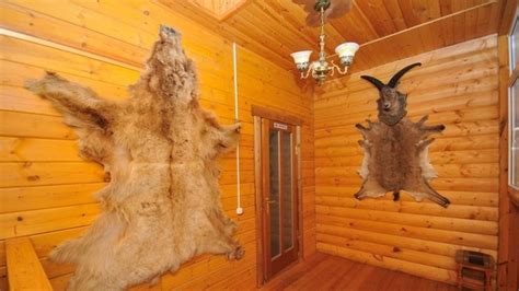 Шкура медведя на стене (78 фото) - фото - картинки и рисунки: скачать ...