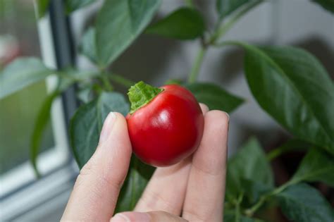 Спелый стручок острого перца Large Red Cherry