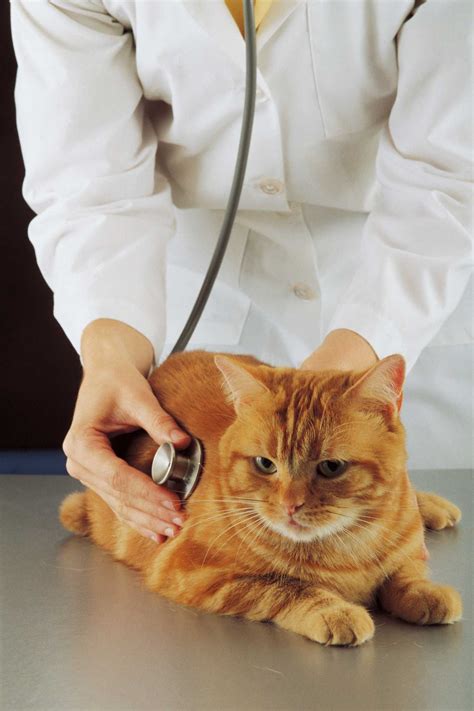 Are Fraser Firs Poisonous To Cats 2