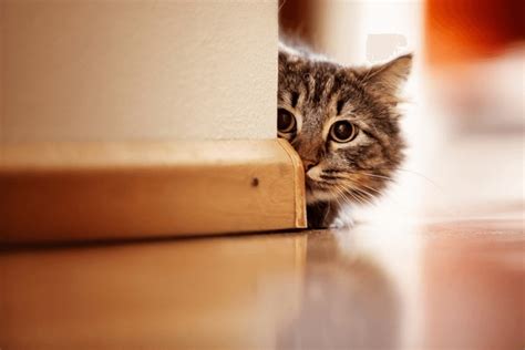 cat   corner royalty    stock images