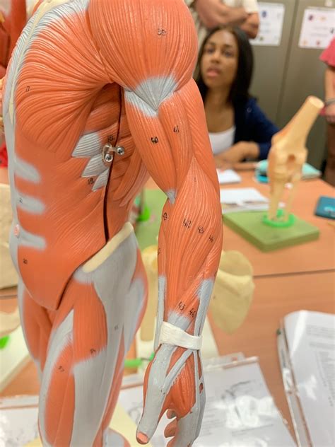 upper extremity muscles lateral view diagram quizlet