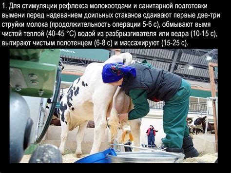 Доение коров - презентация онлайн
