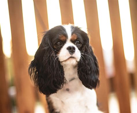Cavalier kings charles spaniel rescue - mensearth