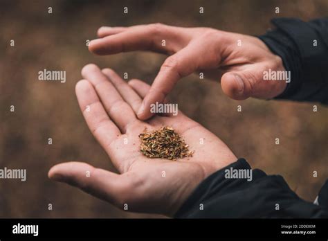 Hands of man rolling joint Stock Photo - Alamy