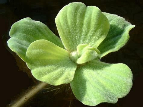 Pistia stratiotes - Мидено цвете, Пистия | Българска аквариумна ...