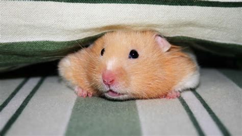 hamsters - Mind Map