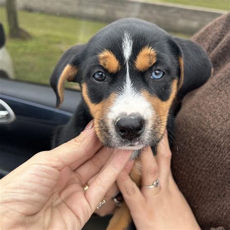 Dog for adoption - Eliza, a Cattle Dog in Boise , ID | Petfinder