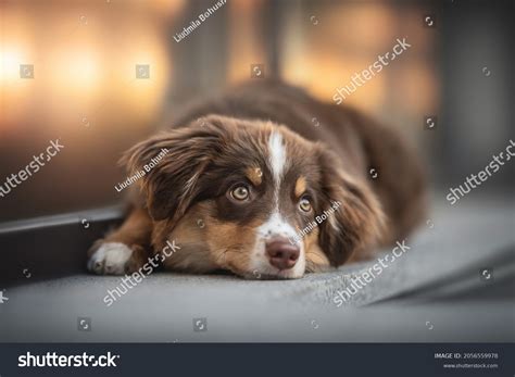 2,042 Miniature Australian Shepherd Puppy Images, Stock Photos, 3D ...