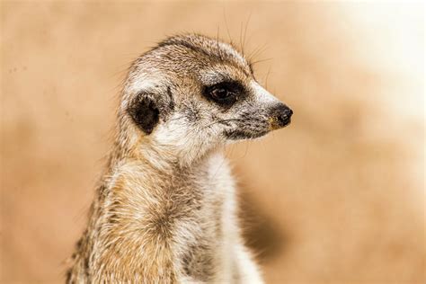 Timon Animal Photograph by Faris AlAli