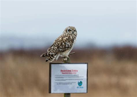 Millie+Bobby+Brown+Bikini+Ass Photos, Download The BEST Free Millie