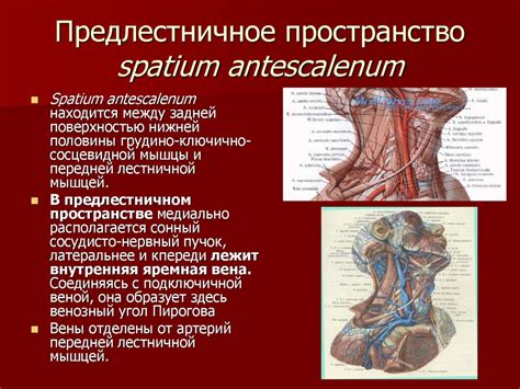 Миология. Анатомия, биомеханика движений и топография мышц головы и шеи ...