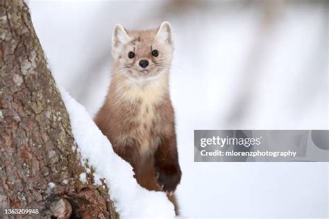 2,179 The Weasel Stock Photos, High-Res Pictures, and Images - Getty Images