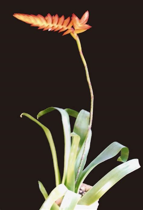Bromeliads in Australia - Racinaea dyeriana