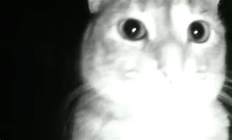 Pets Caught on Night Vision Camera