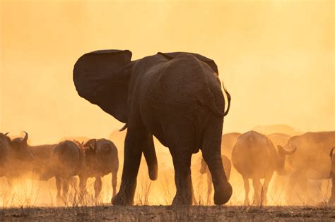 Back from the Bush