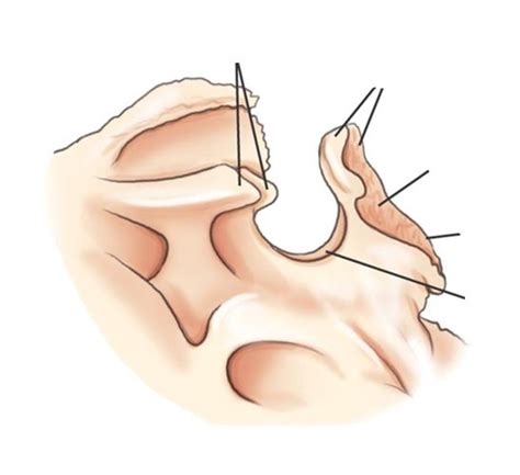 Sphenoid bone (lateral view) Diagram | Quizlet